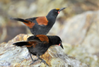 Saddleback North Island 103011.jpg